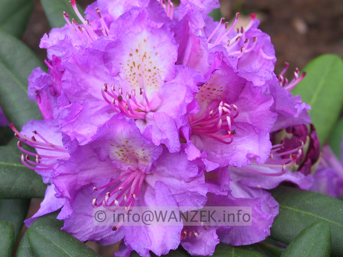 Rhododendron Alfred Macro.JPG